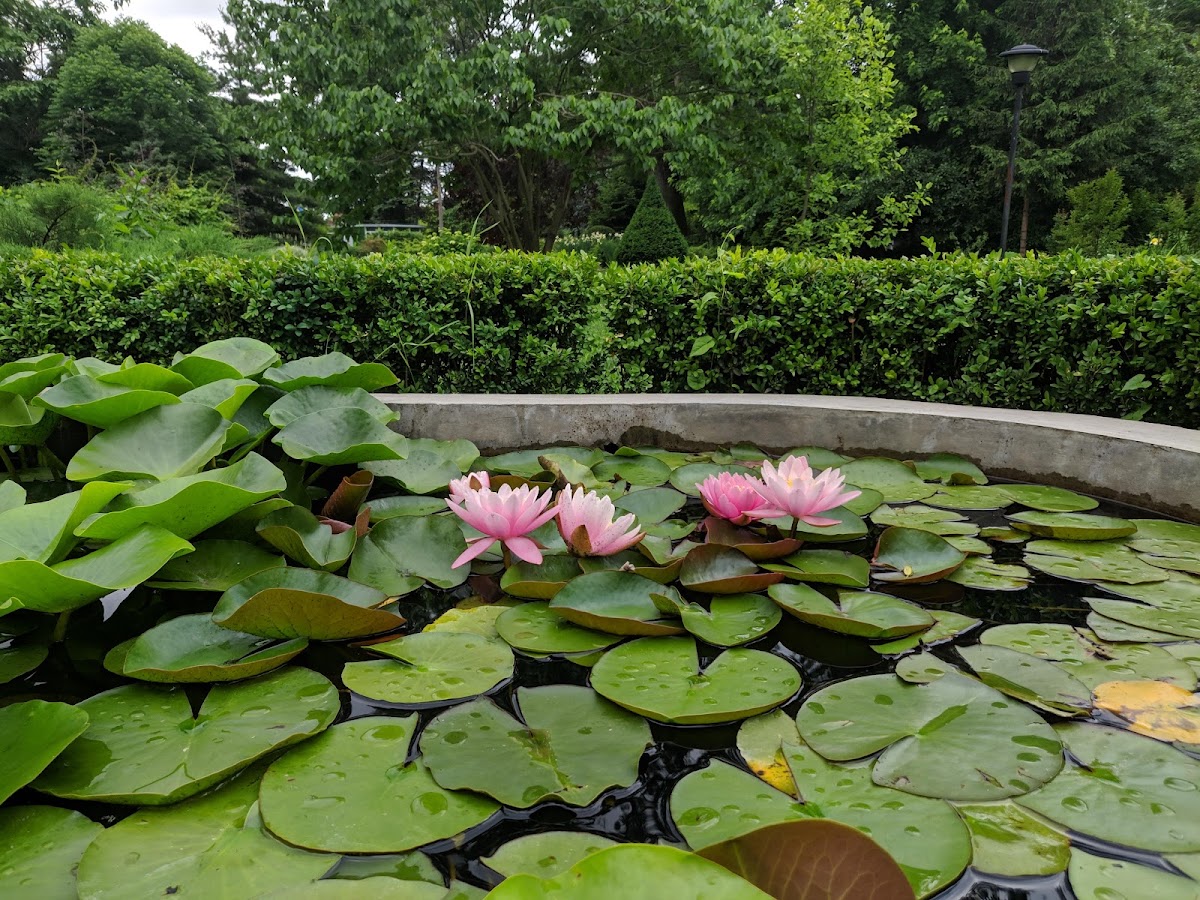 Foto di Grădina Botanică „Dimitrie Brândză”