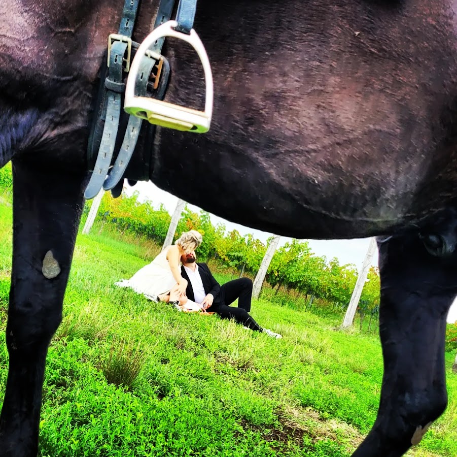 Foto von Equi Farm, Sagu Arad
