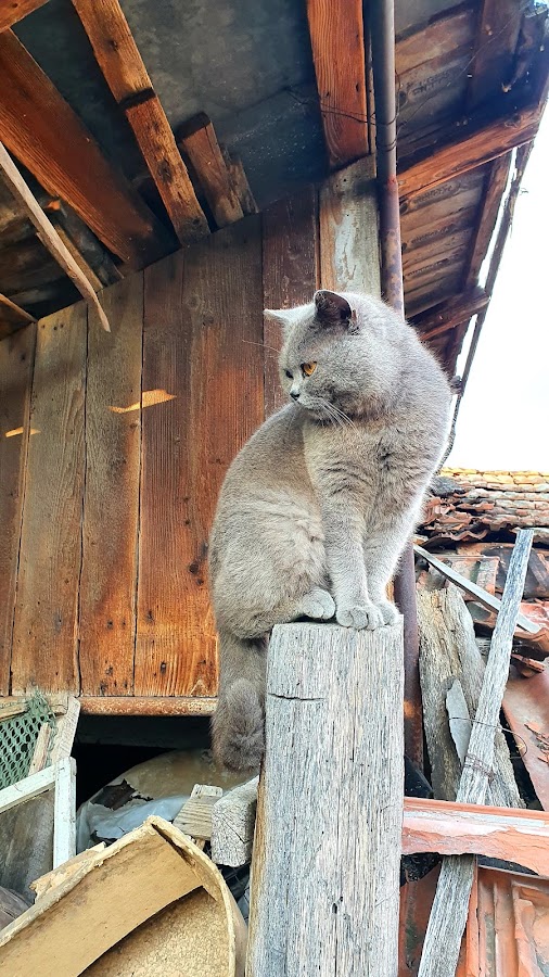 Photo de Ovi