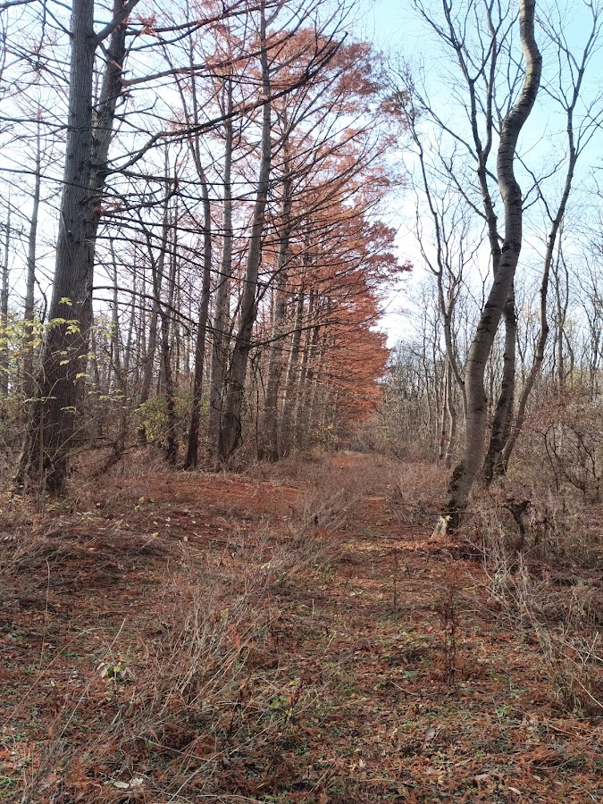 Photo of Chiparosi