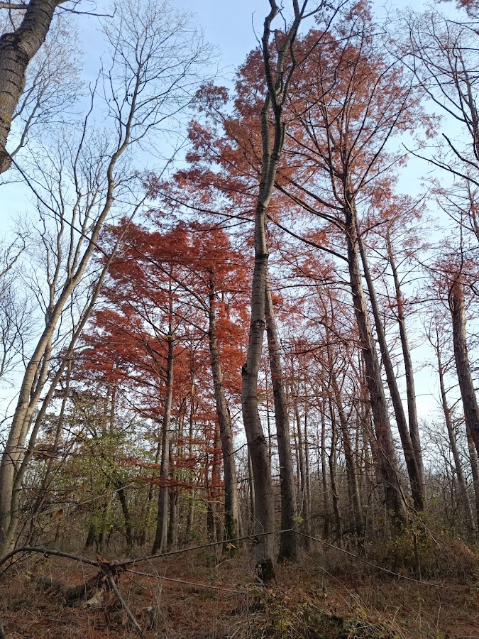 Photo of Chiparosi