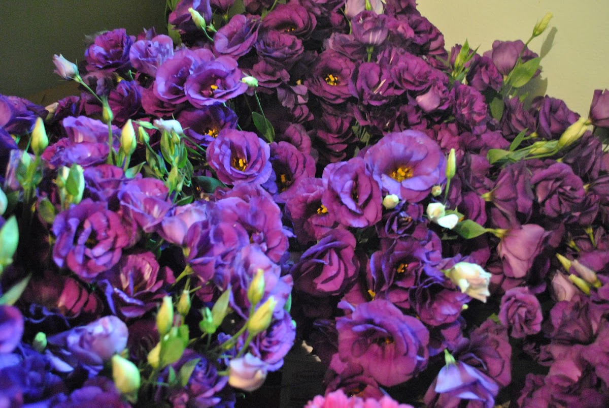 Foto von Flowers by Valeriu