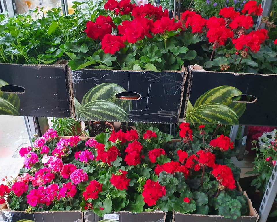 Foto von Lager für Blumen und Pflanzen, Blumen Großhandel Arad - IZA
