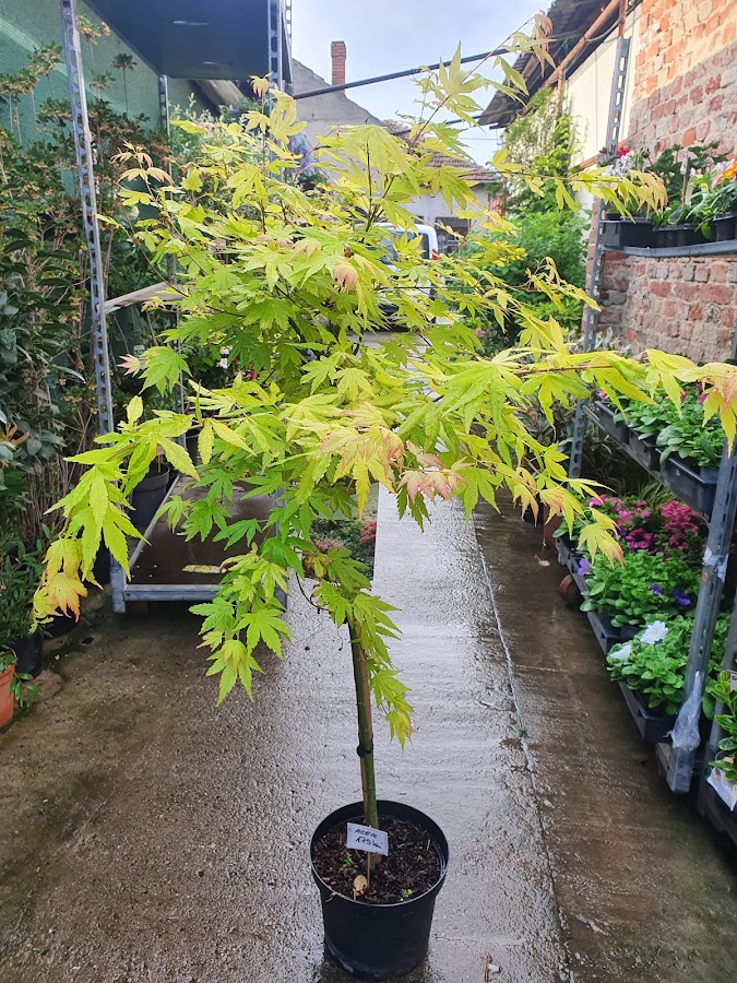 Foto von Depozit flori si plante, flori en gros Arad - IZA