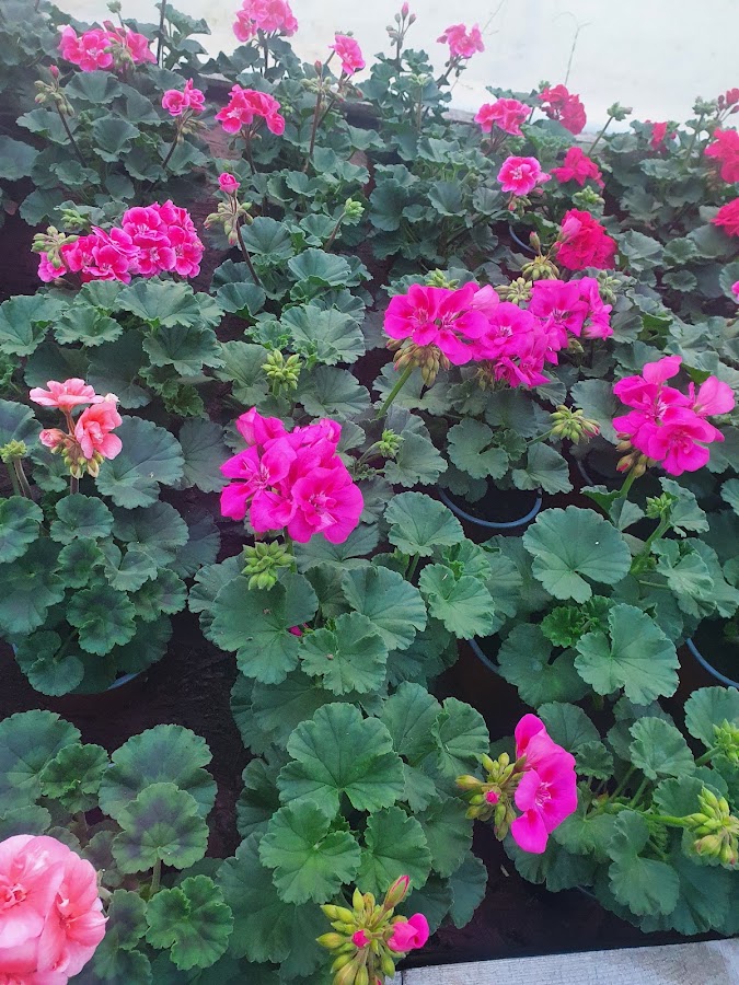 Foto von Depozit flori si plante, flori en gros Arad - IZA