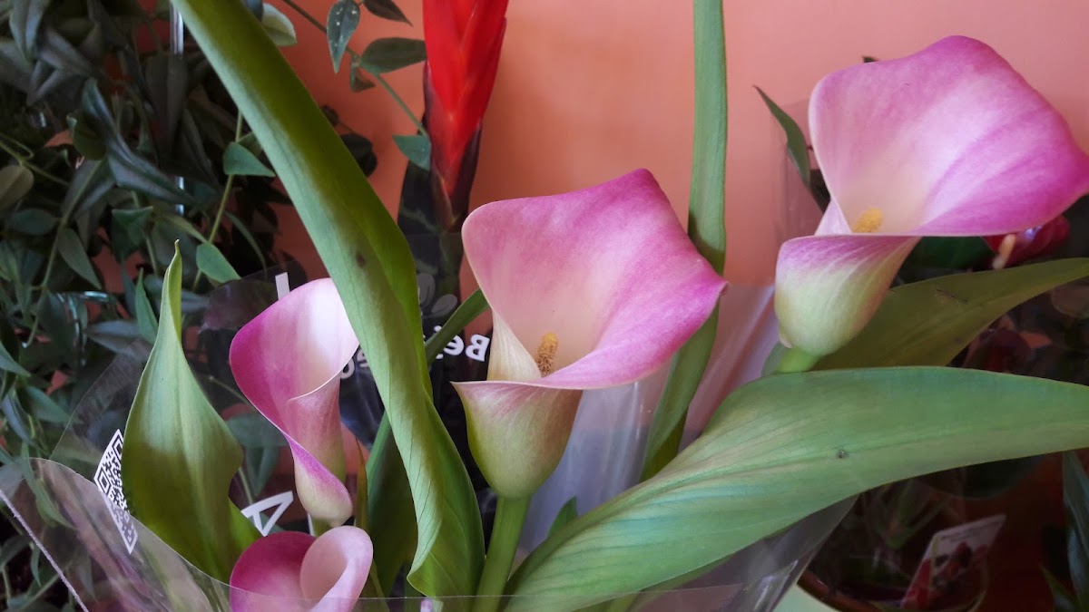 Foto di Florăria Coral